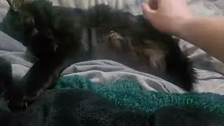 Evil cat deep in sleep scares me
