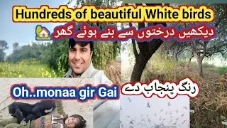 (126)Beauty of village in Winter morning/Today routine vlog with Goats And White birds 