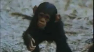 Wild baby chimpanzee takes first steps