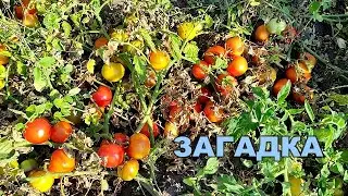 🍅🍅ТОМАТ ЗАГАДКА - НИЗКОРОСЛЫЙ УРОЖАЙНЫЙ СОРТ. ОБЗОР СОРТА