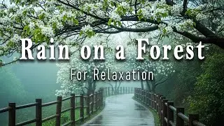Rain on a Forest Canopy for Relaxation Flute Sound