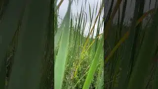 Bushwhacking at LaGrange Valley Wetlands