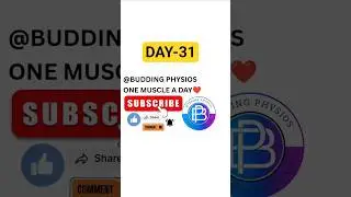 DAY-31 OF ONE MUSCLE A DAY SERIES☺️@Buddingphysios#anatomy#medicosstuff#shorts#viralshorts#short