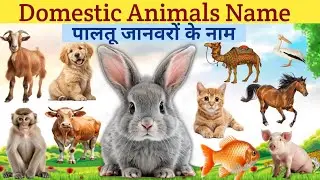 Domestic Animals Name l Pet Animals Name l Animals Name for kids l Animals Name in Hindi & English l