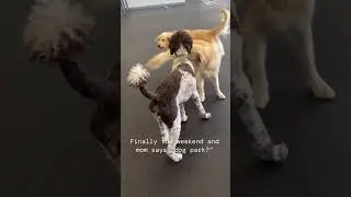 It's finally the weekend... and mom says, 'Dog Park'?  | Dogs of Tucson, Arizona - Indoor Dog Park