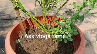 Community Garden#Rose plant medicine#gardening community#tamil#viral video#Gardening Tips#trending