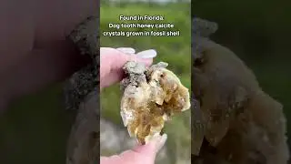 Fossil shell with honey calcite crystals  from Rucks Pit in Fort Drum Florida