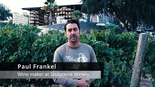 Harvest Magic at Sculpterra Winery: A 3 AM Grape Picking Adventure in Paso Robles! 