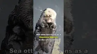 Sea Otter | The Cutest Predator In The World