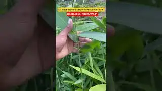 tulda bamboo farming -  #bambooplant #vairalvideo #farming #shorts #vairalshort #shabnamenterprise