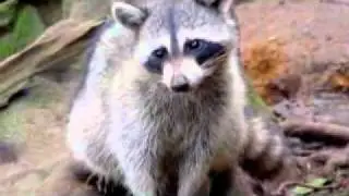 Extermination Expert-Pest Control -
