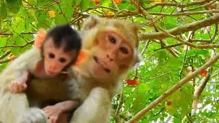 Baby Monkey Cuddles with Mom &ndash; Too Sweet! 💕🐒
