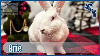 House Rabbit Network's Brie