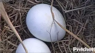 SWFL Eagles ~ Gorgeous Views of Eggs 12.26.16