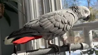 Воскресенья с Саймоном🦜💕 #смешнойпопугай #говорящийпопугай #птицы #cag #домашниеживотные #говорящ...