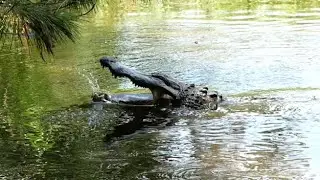 Send Newts goes Alligator Searching!