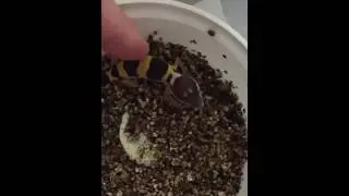 Geco Leopardino 