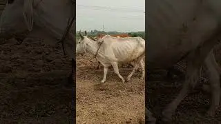 Bullock ploughing the field #cow