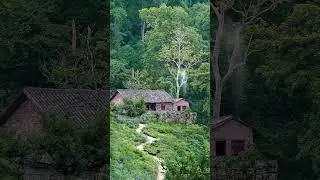 morning Bird tripping sound in Village atmosphere fresh your mind#shorts #short #relaxing #village