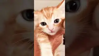 Le roi Chaton SIMBA 😍