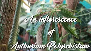 An inflorescence of an Anthurium Polyschistum