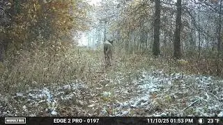 First November Snow Gets Bucks On Their Feet! Moultrie Edge 2 Pro
