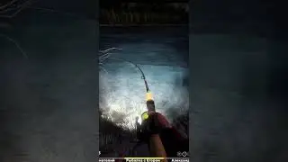 ЧАВЫЧА 👑 на яме, УБИЛА калибр #рыбалкасfox#fox#рыбалка#русскаярыбалка