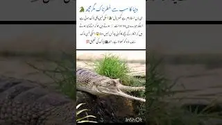 Gharial The Croc🐊With Nature's Sharpest snout#crocodile #naturefacts #seacreatures #wildlife #shorts