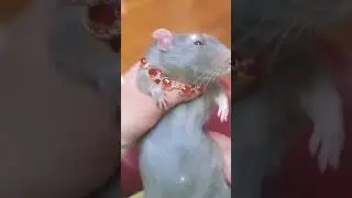Rata Flow 🐀 Secci&oacute;n 2