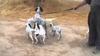cachorros de setter ingles