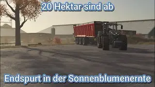20 Hektar sind ab - Endspurt in der Sonnenblumenernte -  LS25 Schwesing Bahnhof#39