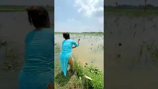 Village girl fish catching in the paddy field using fishing rods #fishingvideo #bassfishing #shorts