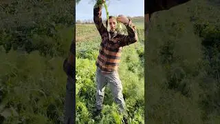 MASCHIO o FEMMINA? #finocchi #verdura #campagna