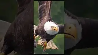 Eagle vs paragon falcon 😱 #facts #trendfacts #sciencefacts