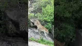 Yala National Park 🐆