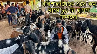 বরিশাল থেকে এসে কম দামে ৮৫ টা ছাগল কিনলো