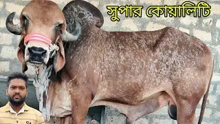 আমার দেখা সর্বোচ্চ হাই কোয়ালিটির বিদেশী জাতের গরু দেখুন সাইফুল ভাইয়ের খামার থেকে 