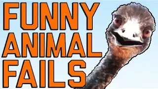 Funny Animal Fails: Just In Time For Election 2016