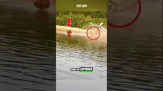 Захватывающая сцена: ягуар охотится на капибару у берега реки. #капибара #ягуар #животные