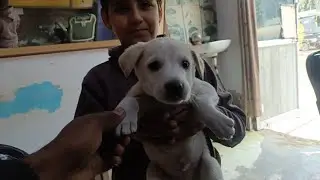 doggy ka naam janu🐕 comedy #youtubeviews #viralcomedy #funnymemes #realfools #standupcomedy 🤣