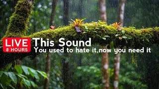 🌿 LIVE: The Purest Rain on Earth | A Sonic Escape to the Tropics | 8-Hour Ambient Journey