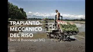 TRAPIANTO MECCANICO DEL RISO (Carnaroli) 