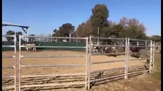 Rebel