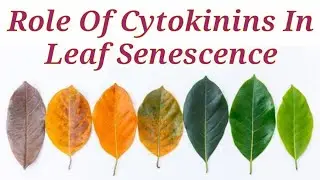 Role Of Cytokinins In Leaf Senescence | Lec. 58 | Plant Physiology