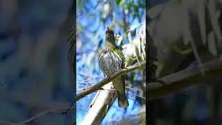 Olive-Backed Oriole Song & Calls
