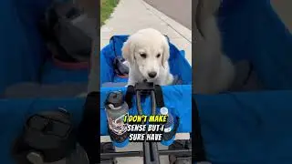 Pup Star: Golden Retriever&rsquo;s Hilarious Smash Mouth Parody! 🐾🎤