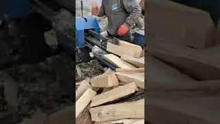 Chopping Mastery Unleashed: The Art and Skill of Firewood Harvesting #woodworking #firewood #work