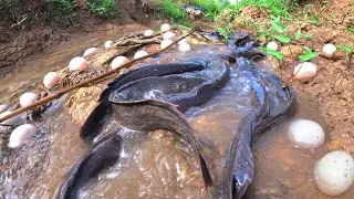 Oh oh- fishing catch fish & pick duck eggs flowing water catch by hand skills
