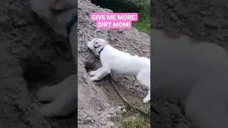 Dotty, The Queen of The Dirt Pile 🤣    #shorts #dog #animals