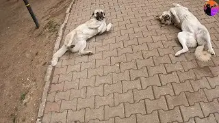 meet the adorable trio - 4K